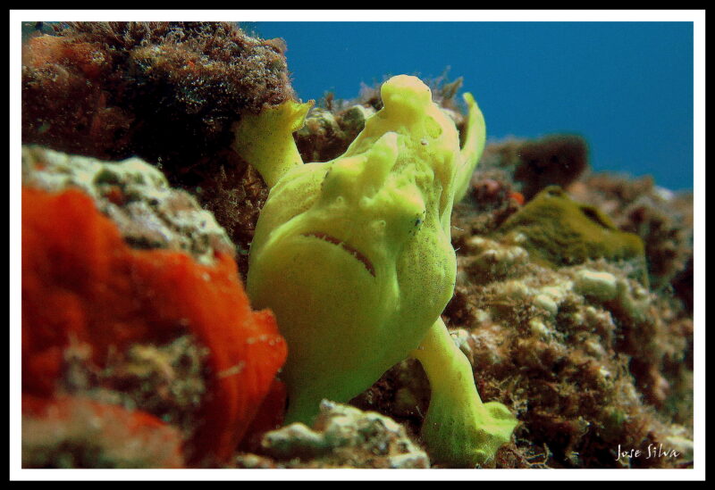 Baby Frogfish 2