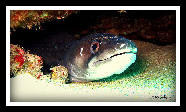 Conger Eel