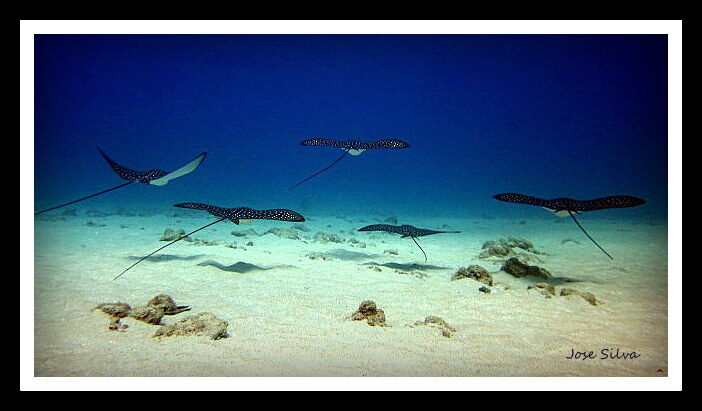 Eagle rays