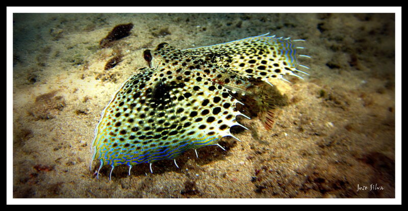 Flying gurnard