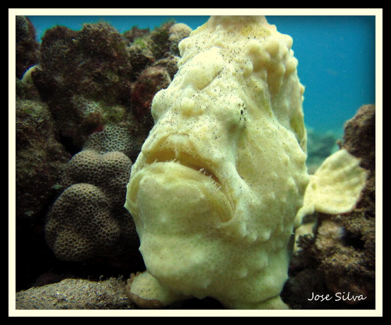 Frogfish