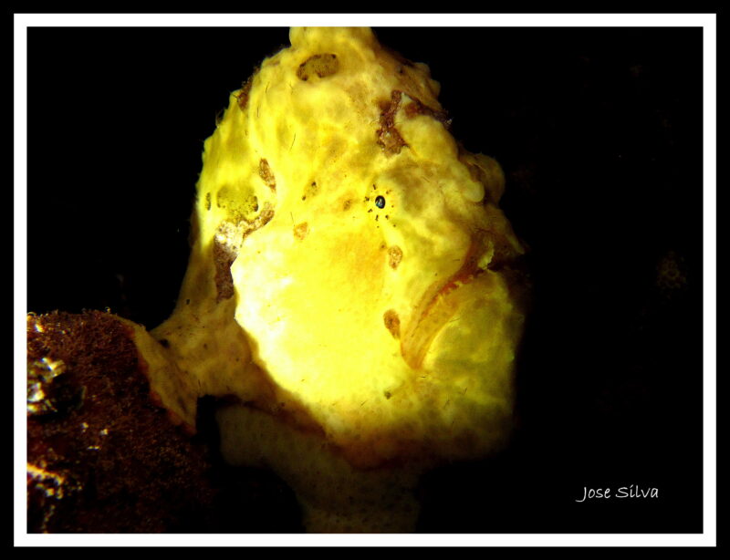 Frogfish at night