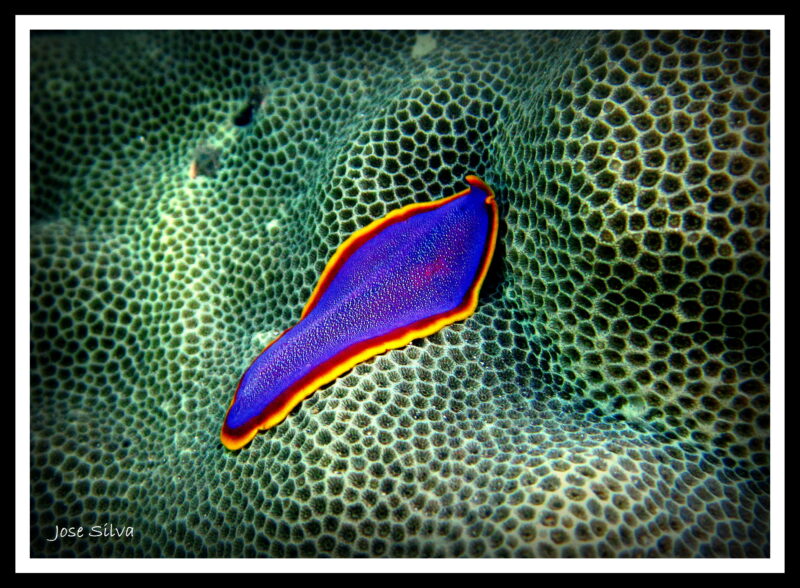 Fuchsia Flatworm