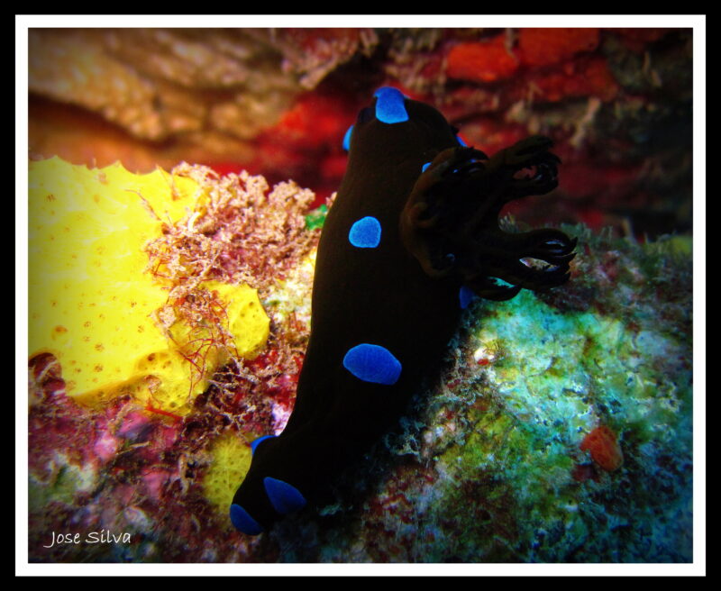 Gloomy Nudibranch