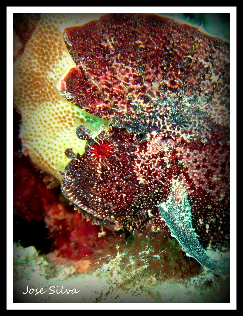 Leaf Scorpionfish