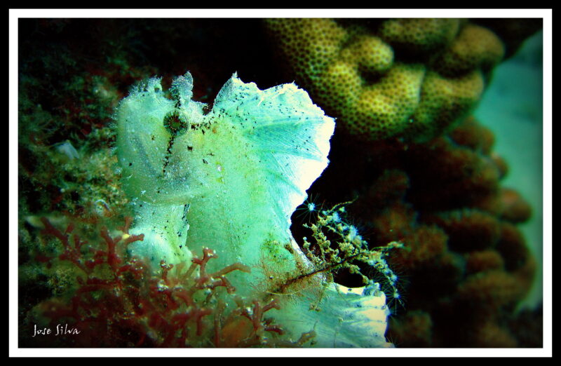 Leaf Scorpionfish2