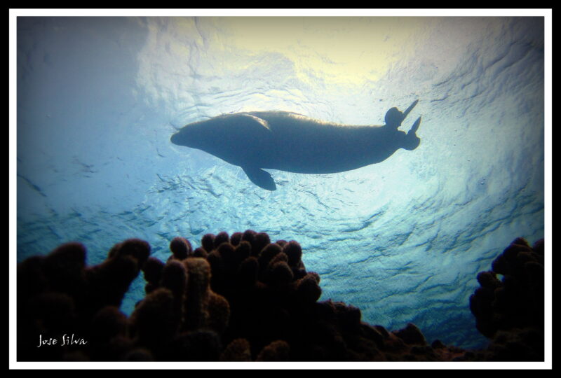 Monk Seal