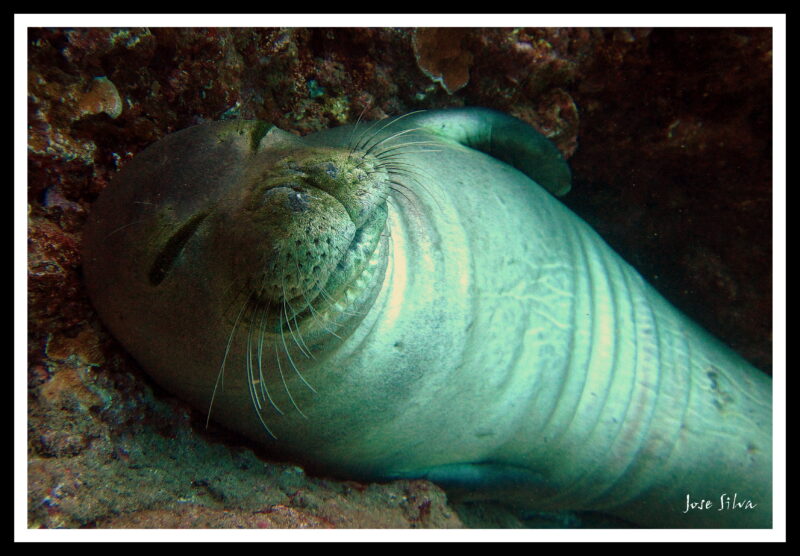 Monk Seal2