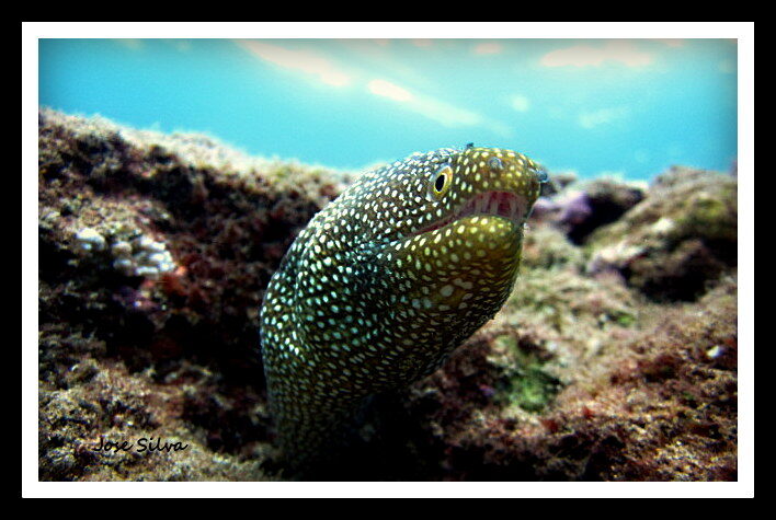 Moray