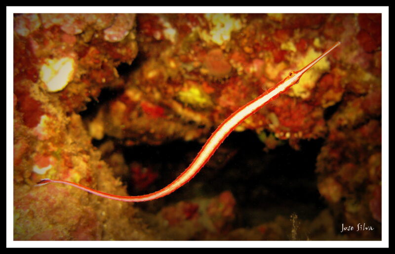 Pipe Fish