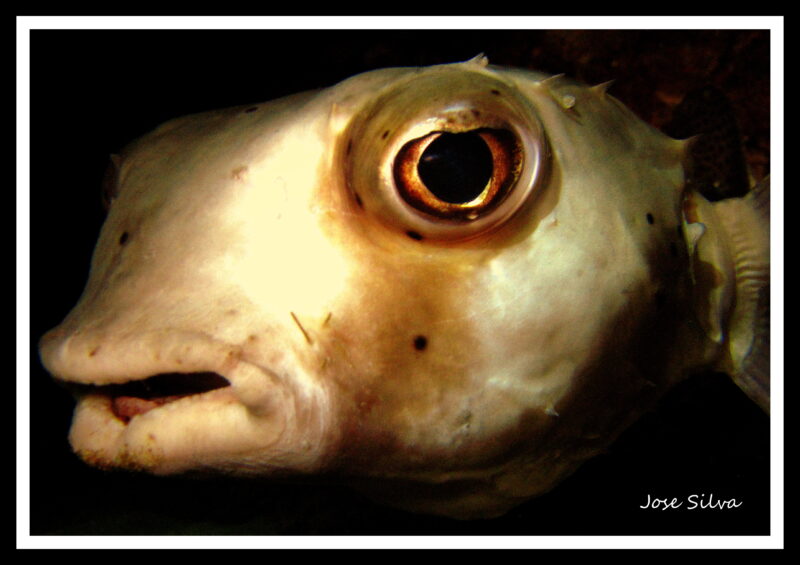 Porcupine fish