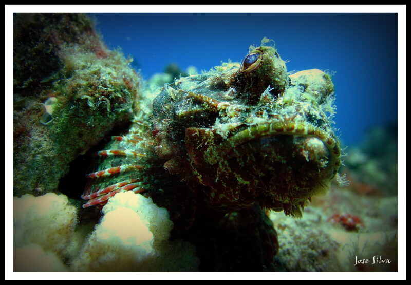 Scorpionfish