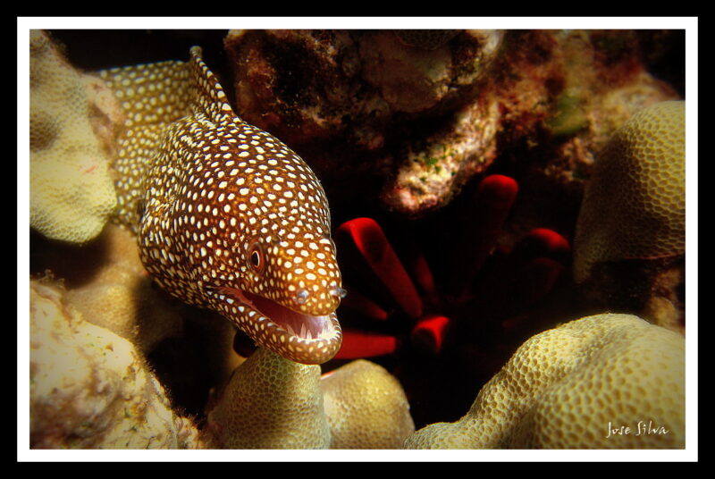 Spotted Moray