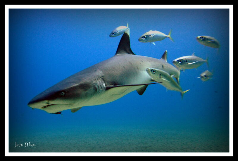 White Tip Reef Shark