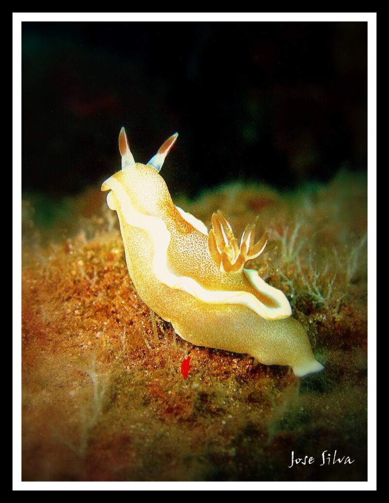 White margin nudibranch