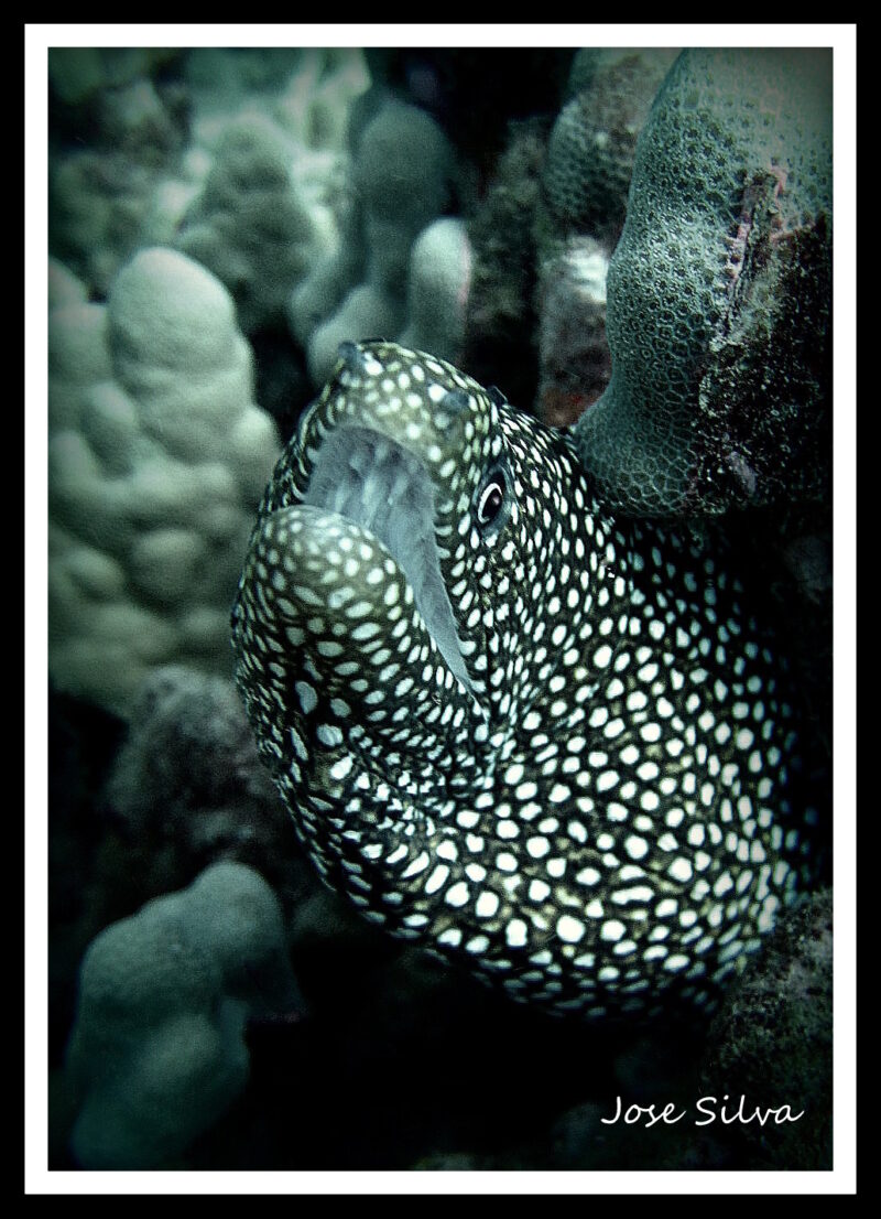 White mouth moray