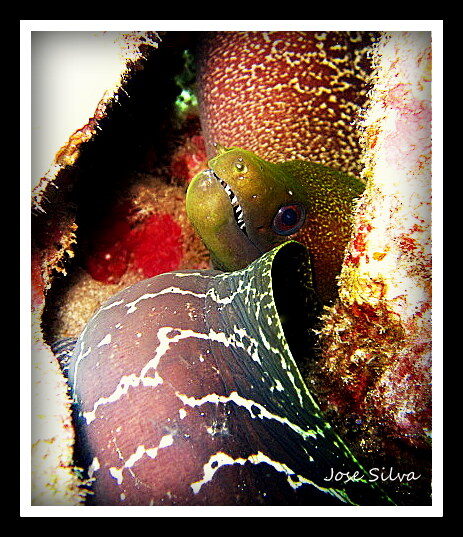 Yellow margin moray